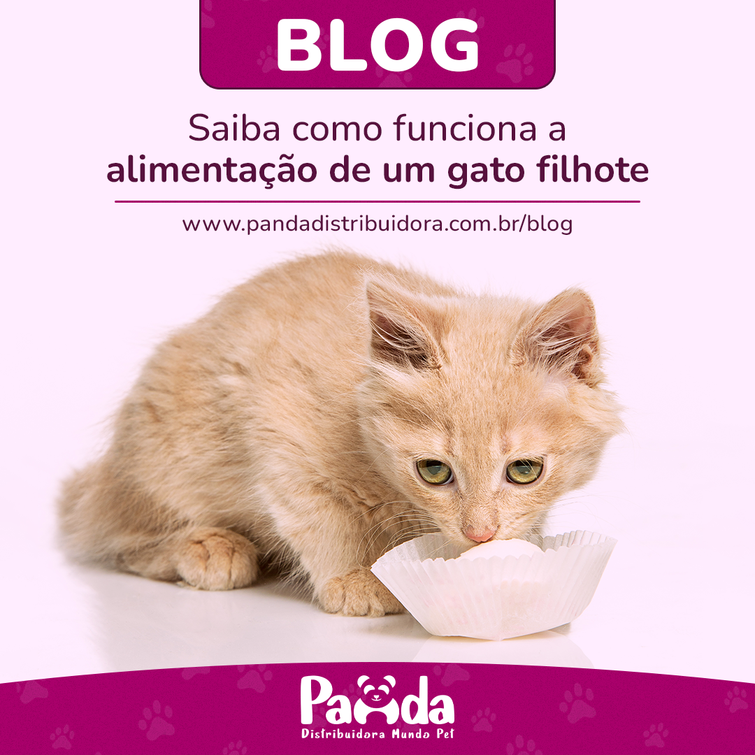 Saiba como funciona alimentação de um gato filhote